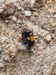 Nicrophorus vespilloides