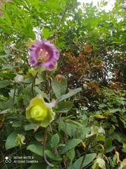 Cobaea scandens