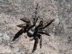 Pseudeuophrys