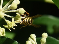 Dolichovespula media