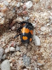 Nicrophorus vespilloides