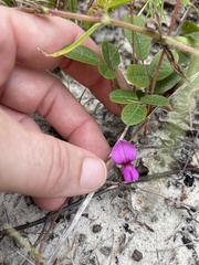 Galactia mollis