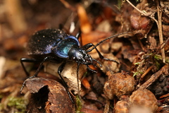 Carabus problematicus