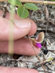 Galactia mollis