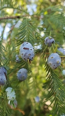 Taxodiomyia cupressiananassa