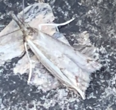 Raphiptera argillaceellus