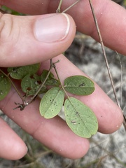 Galactia mollis