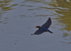 Hirundo smithii