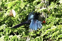 Crotophaga major