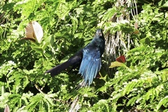 Crotophaga major