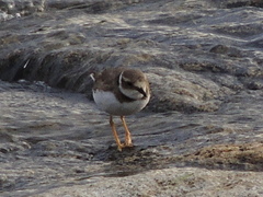 Charadrius placidus