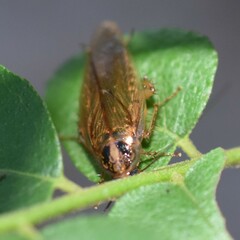Blattella