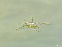 Aquarius paludum paludum