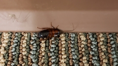 Parcoblatta pennsylvanica