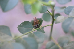 Blattella