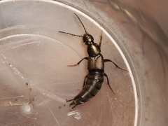 Philonthus decorus