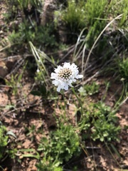Scabiosa
