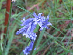 Hyacinthoides