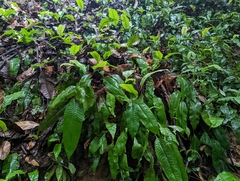 Tectaria singaporiana