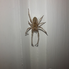 Cheiracanthium gracile