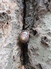 Helix albescens