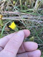 Hieracium scabrum