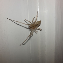 Cheiracanthium gracile