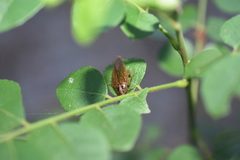 Blattella