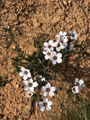 Adenandra