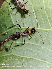 Artemidorus sobrinus