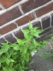 Parietaria officinalis