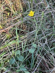Hieracium scabrum