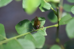 Blattella