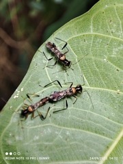 Artemidorus sobrinus