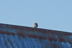 Plectrophenax nivalis