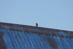 Plectrophenax nivalis