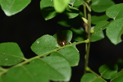 Blattella