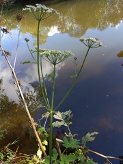 Heracleum sphondylium