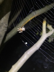Araneus ventricosus