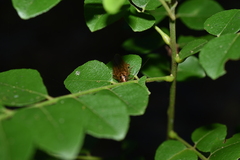 Blattella