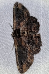 Pholodes sinistraria