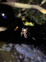 Araneus ventricosus