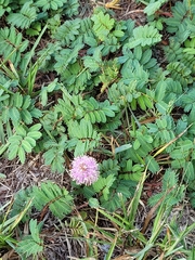 Mimosa quadrivalvis