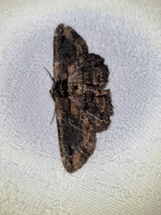 Pholodes sinistraria