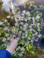 Heracleum sphondylium