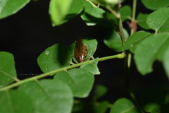 Blattella
