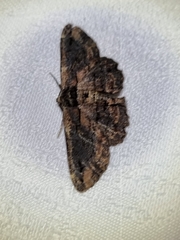 Pholodes sinistraria