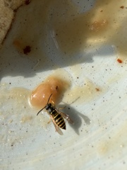 Vespula maculifrons