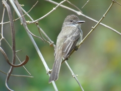 Myiarchus swainsoni