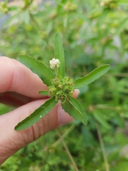 Croton glandulosus